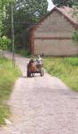 Horse Cart near Hof Storm