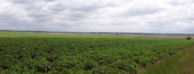 View of Fields near Arnsberg